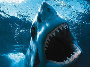 great-white-shark-picture-014.jpg